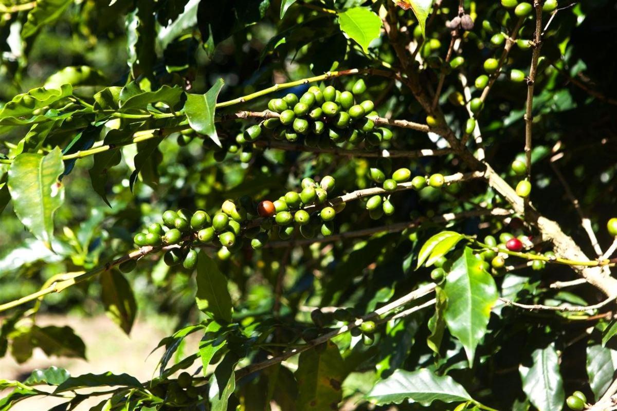 Recanto Dos Cafezais Bueno Brandão Exteriér fotografie