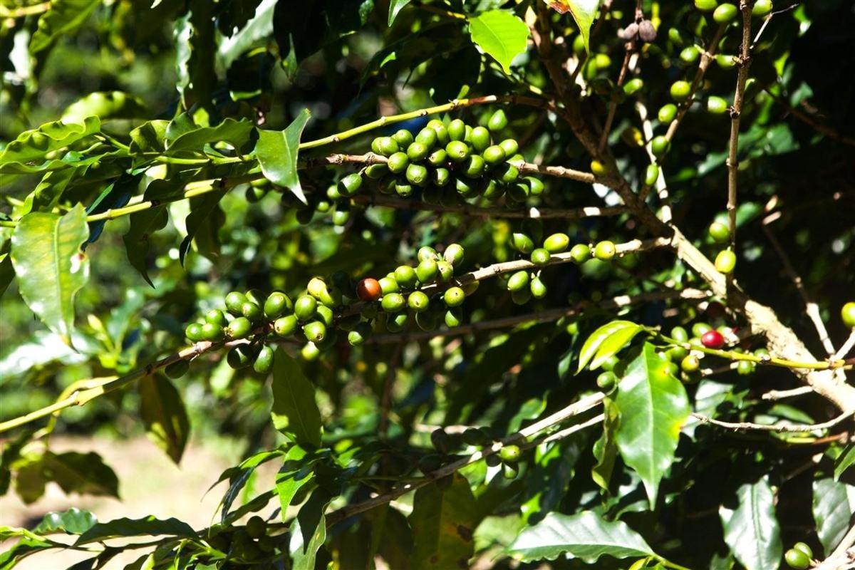 Vila Recanto Dos Cafezais Bueno Brandão Exteriér fotografie